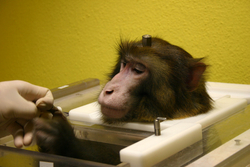 Rhesus monkey with titanium implant in his chair. Credits: Max Planck Institute for Biological Cybernetics.
