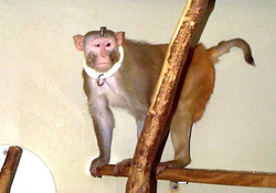 Rhesus monkey three weeks after an operation. The hair around the implant is just growing back in. Credits: Max Planck Institute for Biological Cybernetics.
