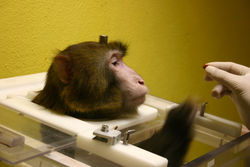 Rhesus monkey with titanium implant in his chair. Credits: Max Planck Institute for Biological Cybernetics.