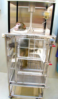 Monkey during the recovery phase in the recovery chair.