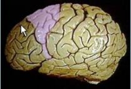 Left half of a human brain with motor and premotor cortex marked in color