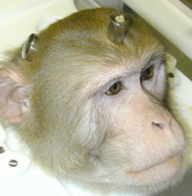 Rhesus monkey with implants. The titanium implant and recording chamber are of the type currently used in our institute. Credits: Max Planck Institute for Biological Cybernetics