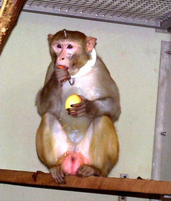 Rhesus monkey eating. The animals are given fresh fruit every day. Credits: Max Planck Institute for Biological Cybernetics.