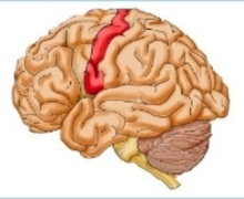 Links: Gehirnschema mit primärem Motorkortex (rot markiert)