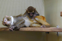 Rhesus monkeys grooming each other. The reclining monkey is wearing a light plastic ring around its neck and has a head post implanted. The post is fully incorporated in the monkeys’ natural grooming behavior. Credits: Max Planck Institute for Biological Cybernetics.
