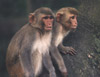 The use of primates in brain research